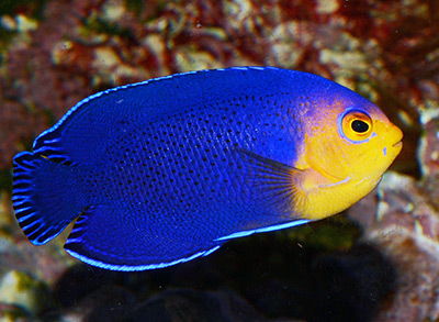 Pygmy Angelfish