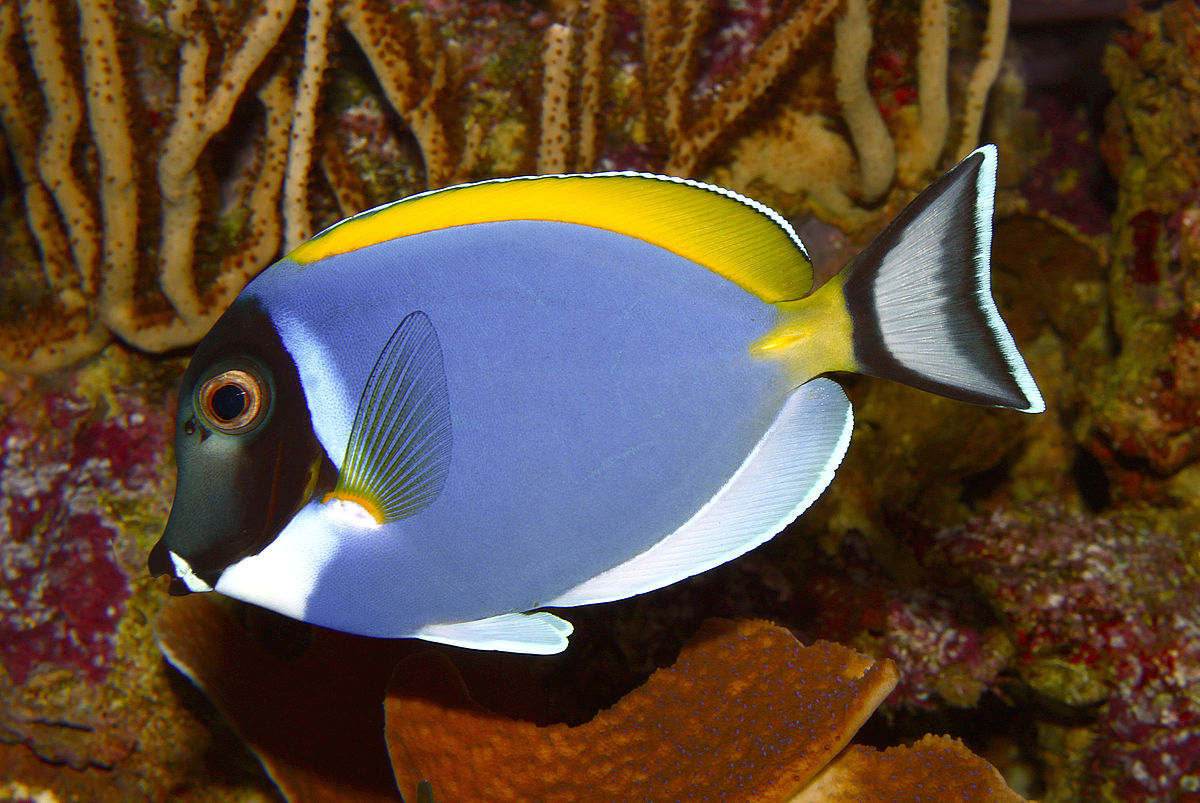 Powder Blue Tang