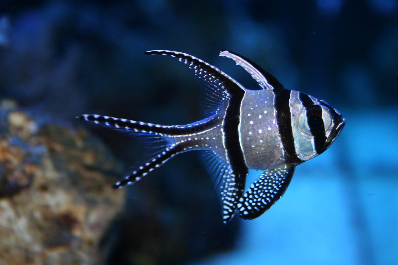 Banggai Cardinal Fish