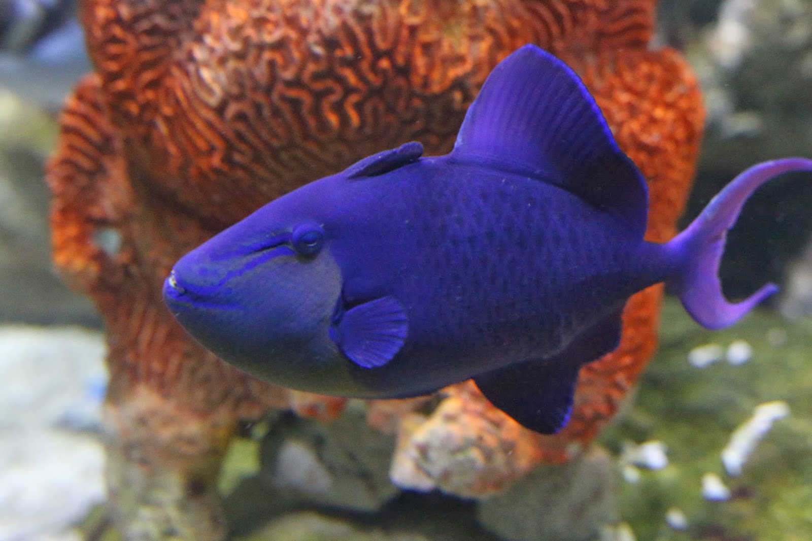 Niger Trigger Fish