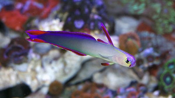 Purple Firefish Goby