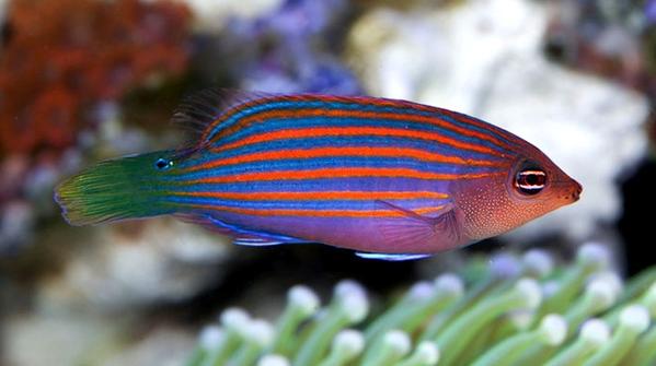 Sixline Wrasse