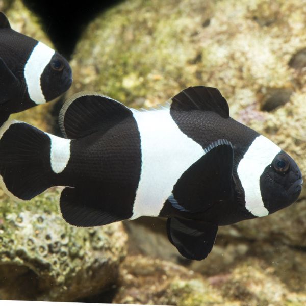 Black and White Clown Fish