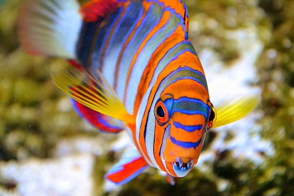 Harlequin Tusk