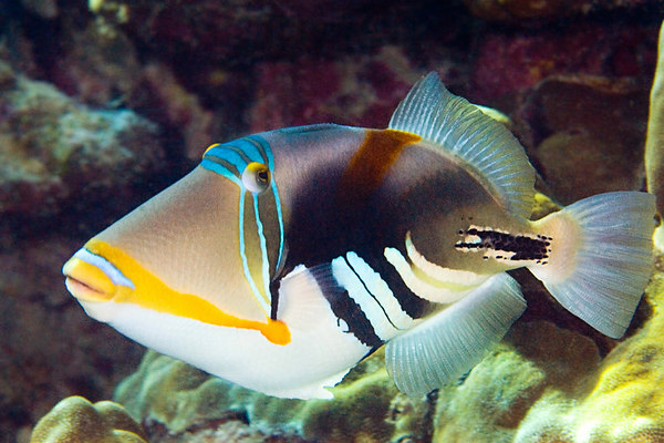 Picasso Trigger Fish