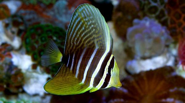 Sailfin Tang