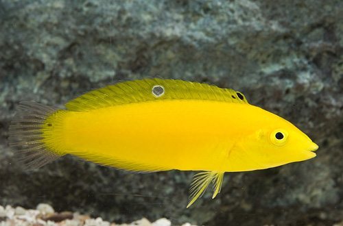 Yellow Coris Wrasse