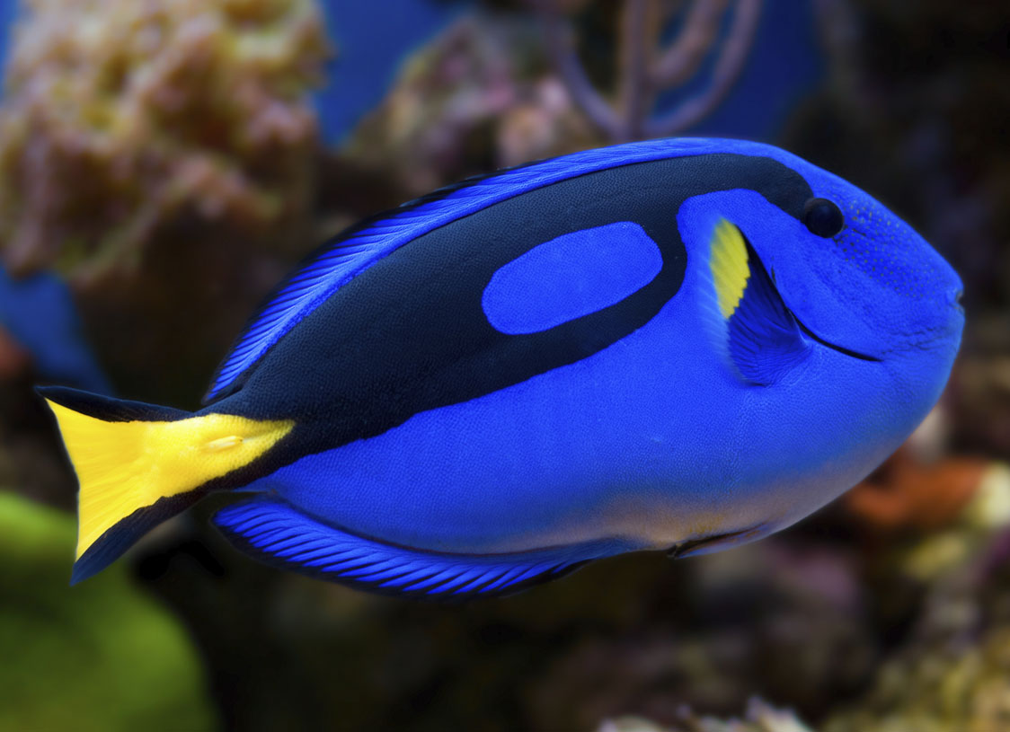 Blue Hippo Tang