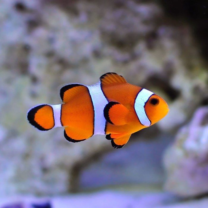 ORA Ocellaris Clownfish