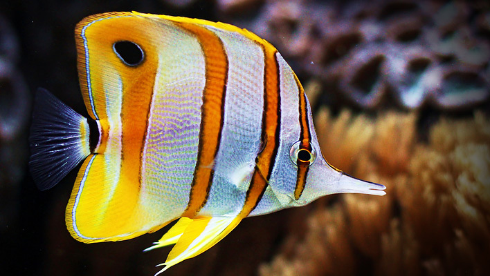 Copperband Butterfly Fish