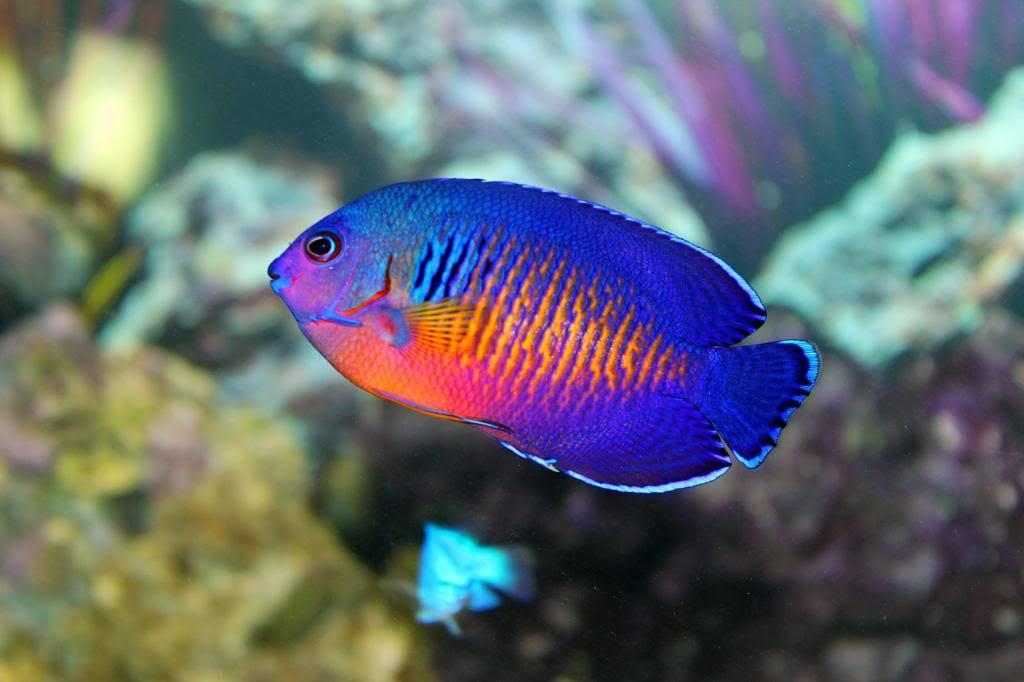 Coral Beauty Angel