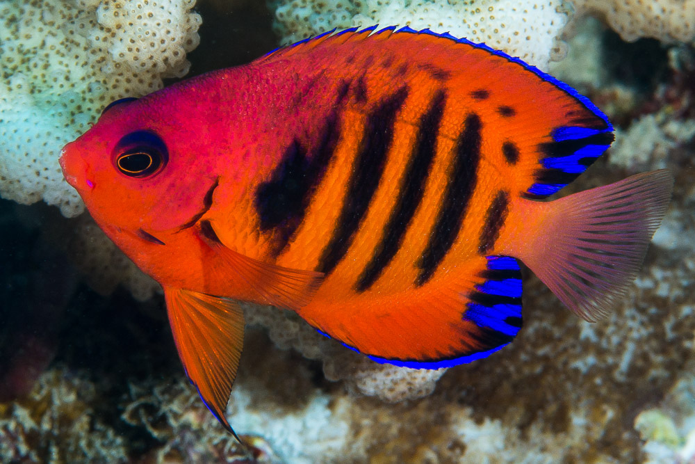 Flame Angelfish