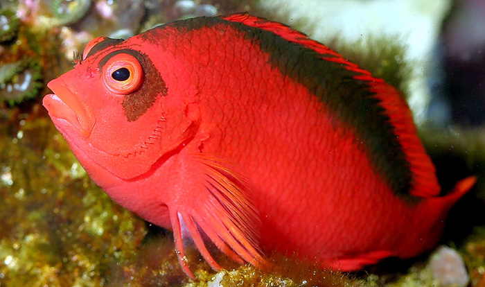 Flame Hawkfish