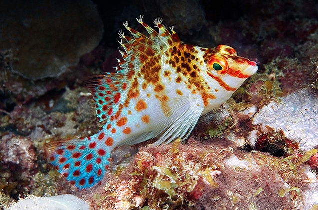 Falco's Hawkfish