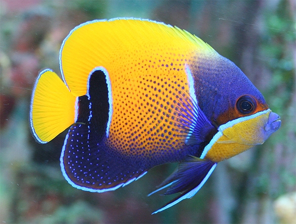 Majestic Angelfish