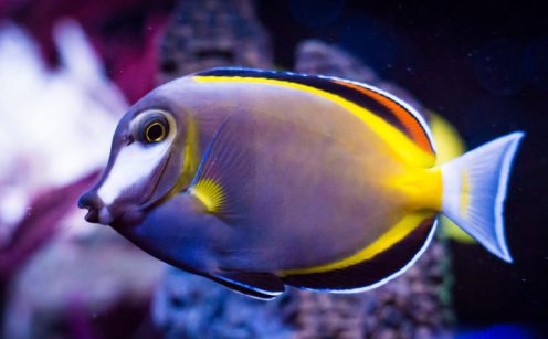 Powder Brown Tang